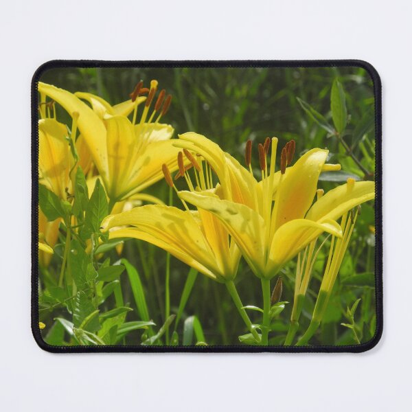 Item preview, Sunlit Yellow Lilies: Golden Bloom and Dark Stems designed and sold by Greysline.