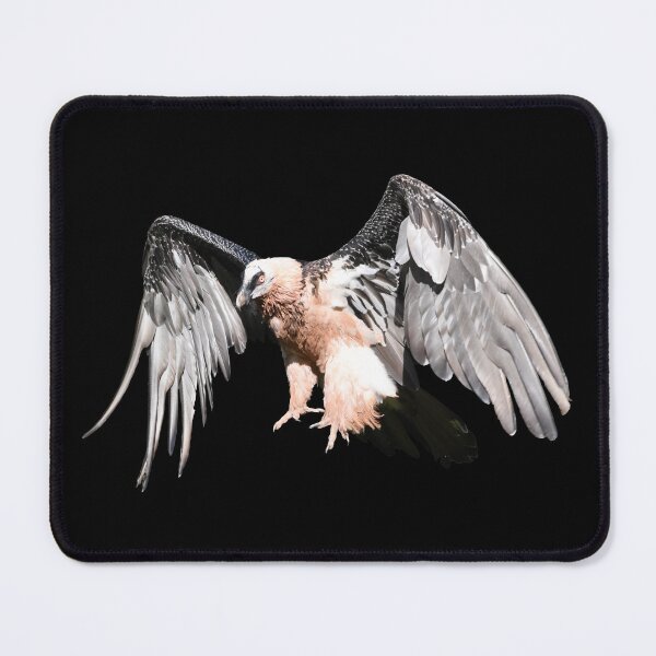 Item preview, Bearded Vulture – Magnificent Landing / Swiss Artwork Photography designed and sold by Raphael Wolf.