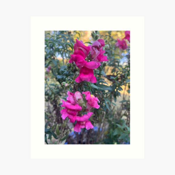 Item preview, Snapdragons designed and sold by SkyrozeTs.