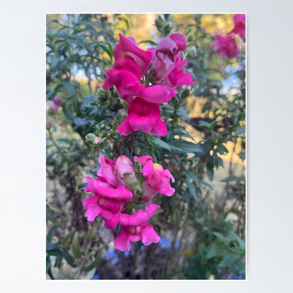 Item preview, Snapdragons designed and sold by SkyrozeTs.