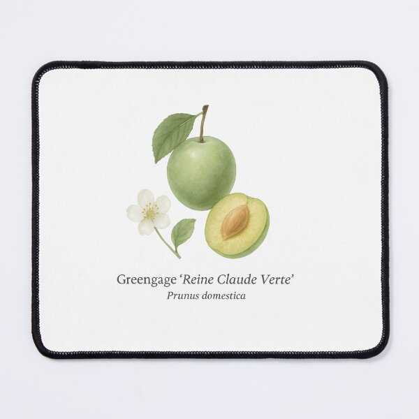 Item preview, Greengage ‘Reine Claude Verte’ – Classic Green Botanical Illustration designed and sold by BloomKind.