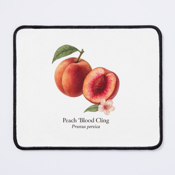 Item preview, Peach ‘Blood Cling’ – Red-Fleshed Botanical Illustration designed and sold by BloomKind.