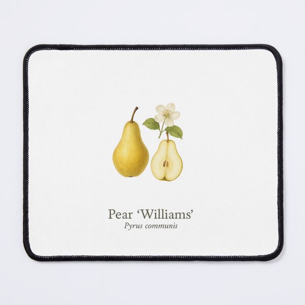 Item preview, Pear ‘Williams’ – Classic Orchard Botanical Illustration designed and sold by BloomKind.