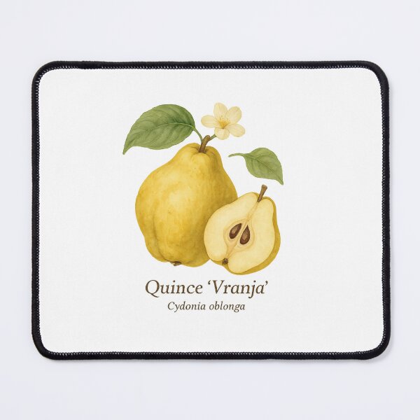 Item preview, Quince ‘Vranja’ – Golden Artisanal Botanical Illustration designed and sold by BloomKind.