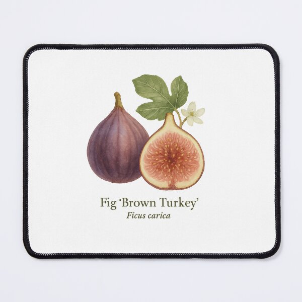 Item preview, Fig ‘Brown Turkey’ – Deep Rose & Amber Botanical Illustration designed and sold by BloomKind.