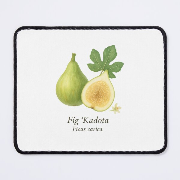 Item preview, Fig ‘Kadota’ – Light Honey Botanical Illustration designed and sold by BloomKind.