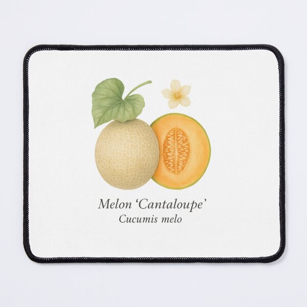 Item preview, Melon ‘Cantaloupe’ – Sunlit Summer Botanical Illustration designed and sold by BloomKind.