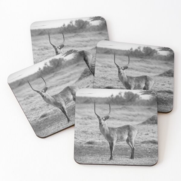 Item preview, Male Impala In Black and White designed and sold by Kay Brewer.