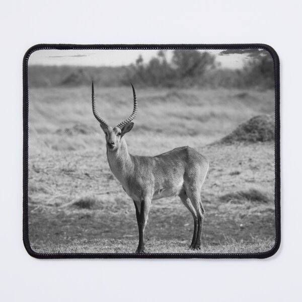 Item preview, Male Impala In Black and White designed and sold by Kay Brewer.