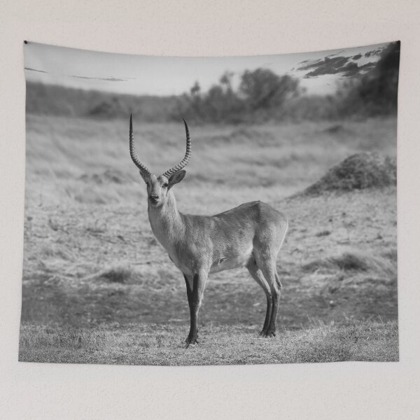 Item preview, Male Impala In Black and White designed and sold by Kay Brewer.