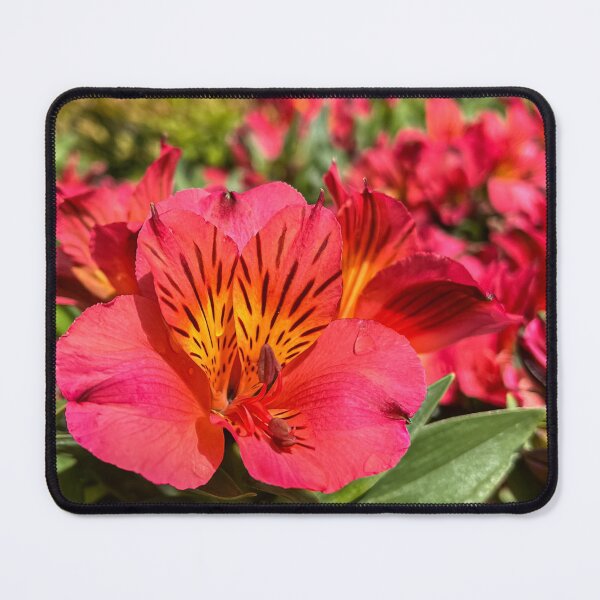Item preview, Red and Orange Alstroemeria Flowers in Full Bloom designed and sold by Be Captured by Brittany Emma.