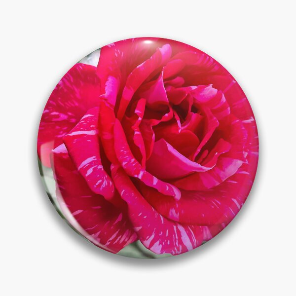 Item preview, Red and White Variegated Rose Bloom in Sunlight designed and sold by Be Captured by Brittany Emma.