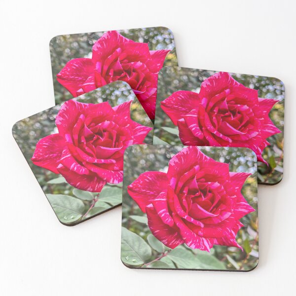 Item preview, Red and White Variegated Rose Bloom in Sunlight designed and sold by Be Captured by Brittany Emma.