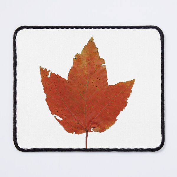 Item preview, Autumn Maple Leaf Scan Real Nature Sticker designed and sold by AraWalcherArt.