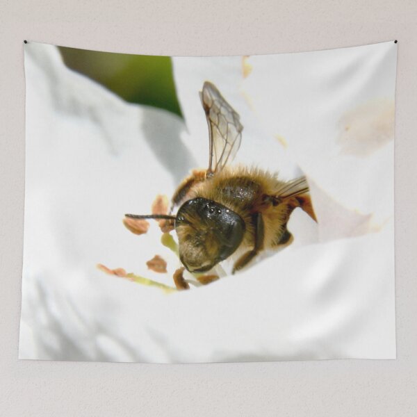 Item preview, Bee in a white blossom – dance of nectar and pollen / Swiss Artwork Photography designed and sold by Raphael Wolf.