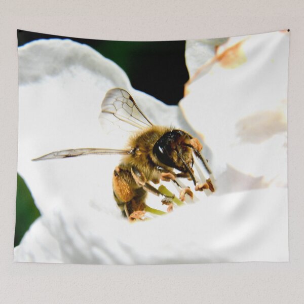 Item preview, Bee in a white blossom – collection of nectar and life / Swiss Artwork Photography designed and sold by Raphael Wolf.
