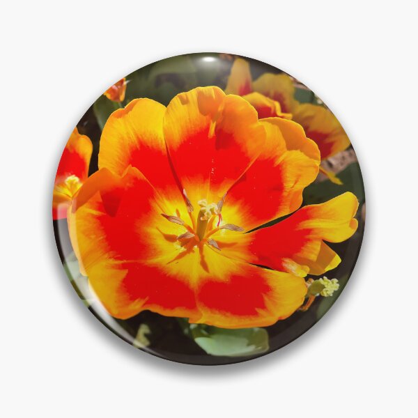 Item preview, Fiery Orange Tulip in Sunlight designed and sold by Be Captured by Brittany Emma.