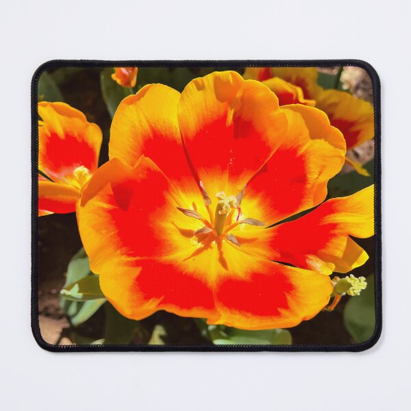 Item preview, Fiery Orange Tulip in Sunlight designed and sold by Be Captured by Brittany Emma.