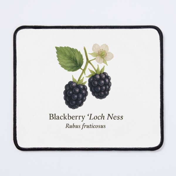 Item preview, Blackberry ‘Loch Ness’ – Deep Midnight Botanical Illustration designed and sold by BloomKind.