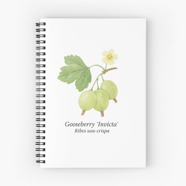 Item preview, Gooseberry ‘Invicta’ – Light Green Botanical Illustration designed and sold by BloomKind.