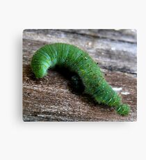 The Inquisitive Caterpillar Canvas Print