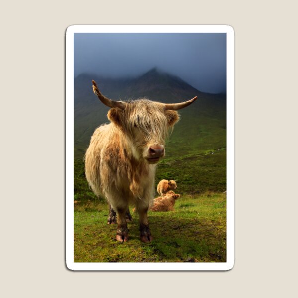 Item preview, Highland Cow  Isle of Skye. Scotland. designed and sold by PhotosEcosse.