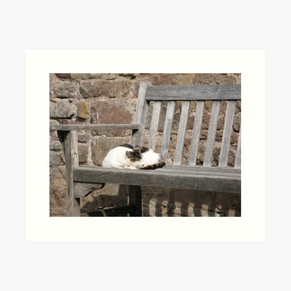 Sleeping cat on park bench Art Print