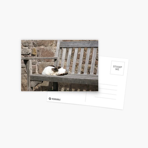 Sleeping cat on park bench Postcard