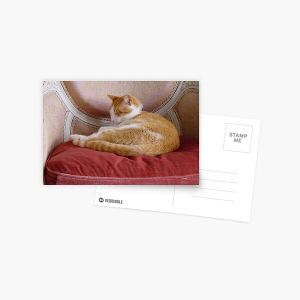 Chateau kitty Postcard