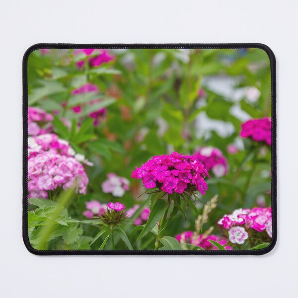 Item preview, Fuchsia Clusters: Sweet William in the Garden designed and sold by Greysline.