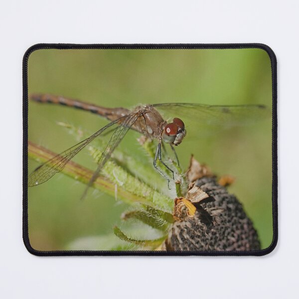 Item preview, A dragonfly on a drying rudbeckia flower designed and sold by Production Art Manon Meilleur.