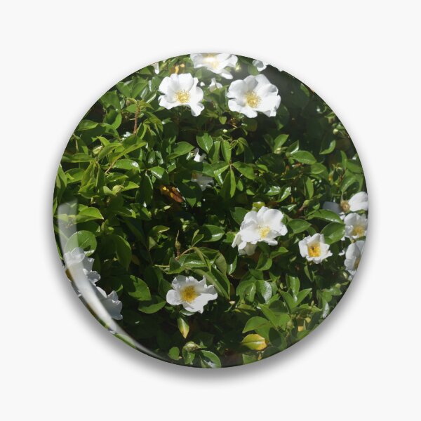 Item preview, Rose Hedge in Beverley Western Australia designed and sold by Michaela Perryman.