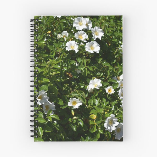 Item preview, Rose Hedge in Beverley Western Australia designed and sold by Michaela Perryman.