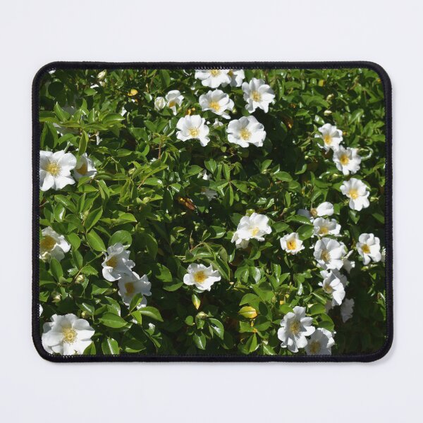 Item preview, Rose Hedge in Beverley Western Australia designed and sold by Michaela Perryman.