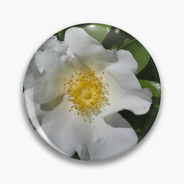 Item preview, White Rose on Dark Green Leaves designed and sold by Michaela Perryman.