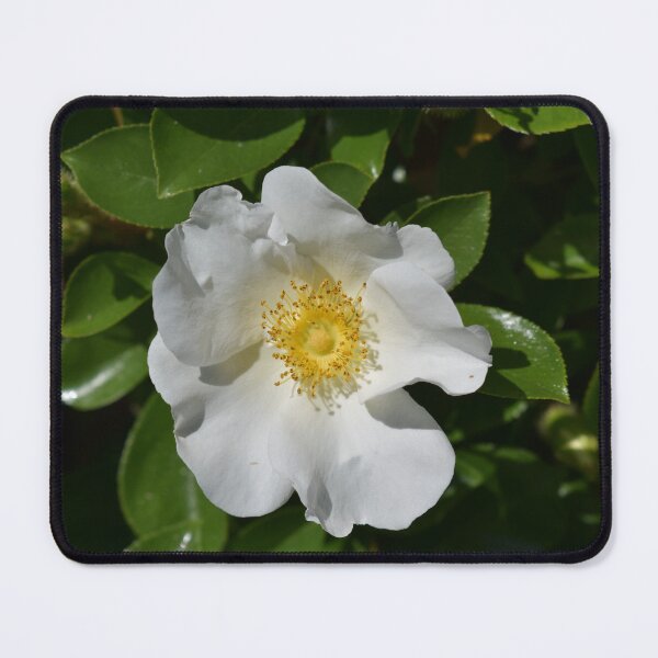 Item preview, White Rose on Dark Green Leaves designed and sold by Michaela Perryman.