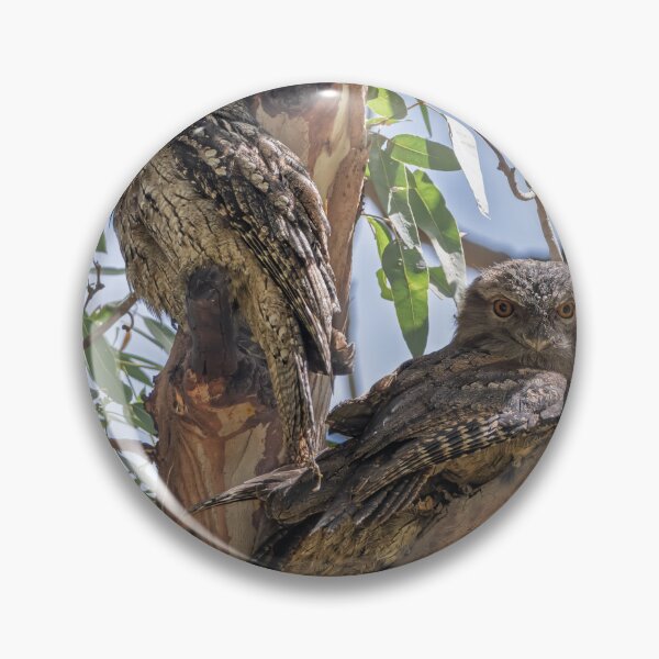Item preview, Towny Frogmouth Family designed and sold by Jan Fijolek.