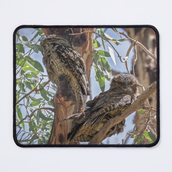 Item preview, Towny Frogmouth Family designed and sold by Jan Fijolek.