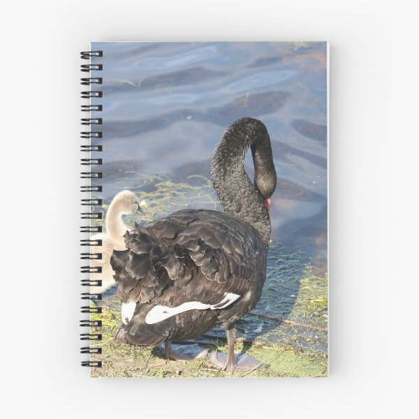 Item preview, Black Swan and Cygnet designed and sold by Michaela Perryman.