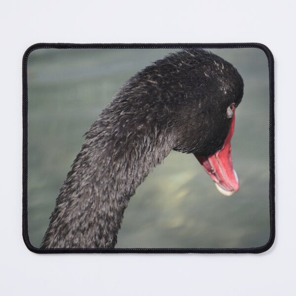Item preview, Black Swan Keeping an Eye Open designed and sold by Michaela Perryman.