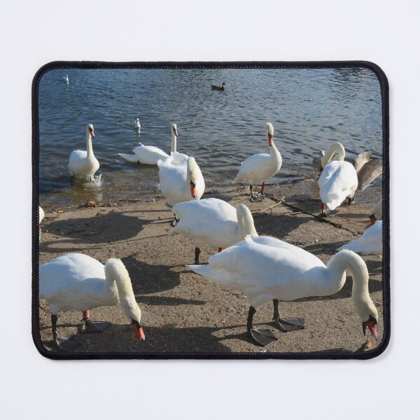 Item preview, Mute Swan Gathering designed and sold by Michaela Perryman.