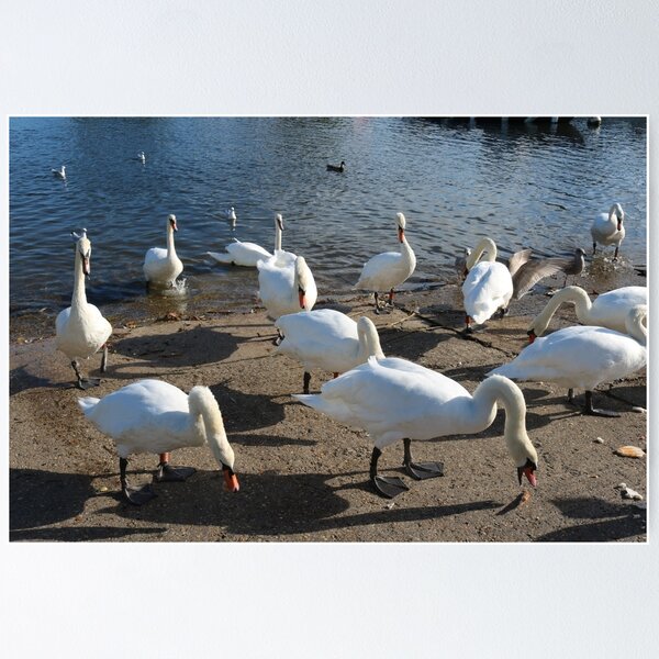Item preview, Mute Swan Gathering designed and sold by Michaela Perryman.
