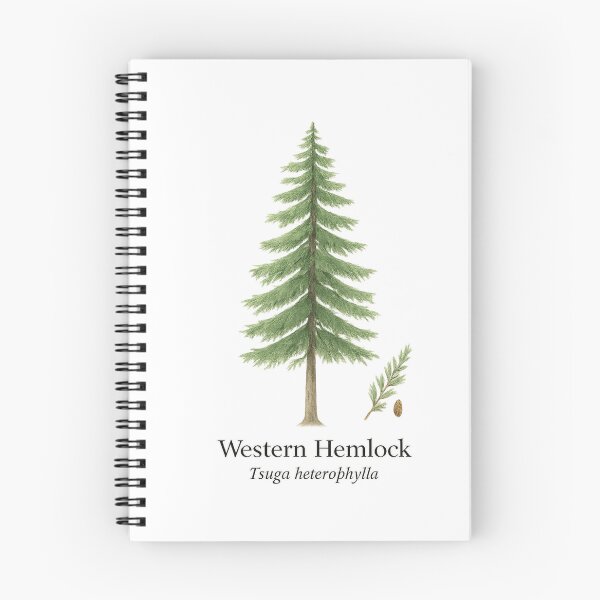 Item preview, Western Hemlock – Pacific Rainforest Evergreen Botanical Illustration designed and sold by BloomKind.