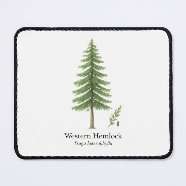 Item preview, Western Hemlock – Pacific Rainforest Evergreen Botanical Illustration designed and sold by BloomKind.