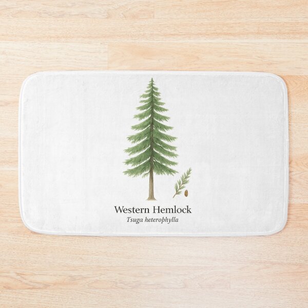 Item preview, Western Hemlock – Pacific Rainforest Evergreen Botanical Illustration designed and sold by BloomKind.