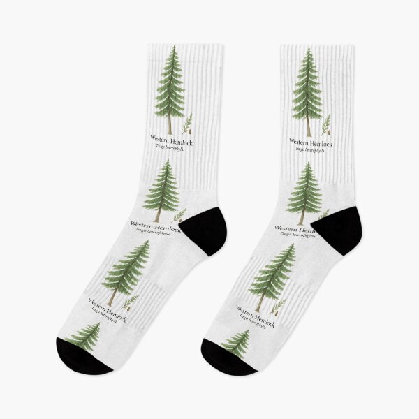 Item preview, Western Hemlock – Pacific Rainforest Evergreen Botanical Illustration designed and sold by BloomKind.