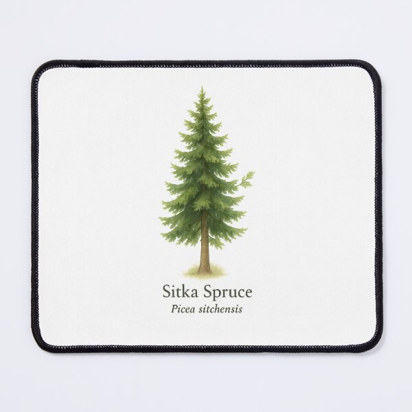 Item preview, Sitka Spruce – Coastal Pacific Evergreen Botanical Illustration designed and sold by BloomKind.