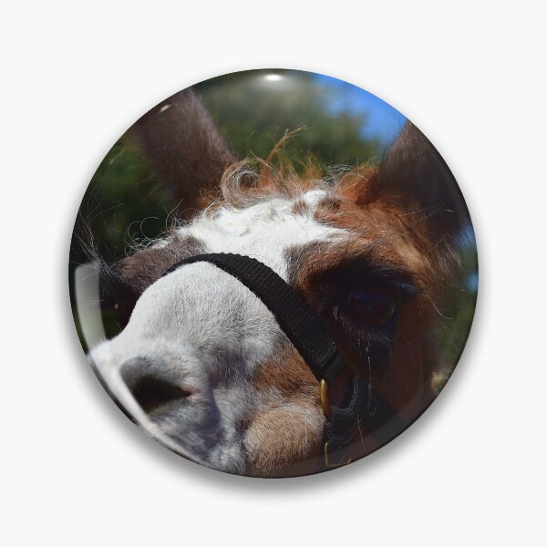 Item preview, Primer plano de una llama curiosa designed and sold by MercerImages.