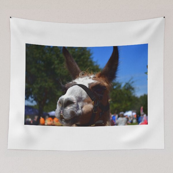 Item preview, Close-up of Curious Llama designed and sold by MercerImages.