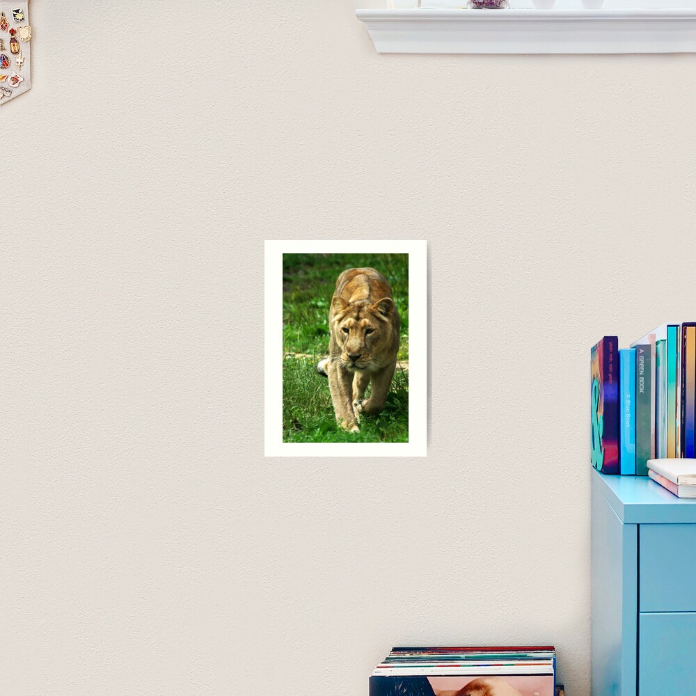 Kalinga the Asiatic Lioness Art Print